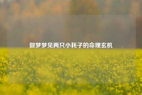 做梦梦见两只小耗子的命理玄机