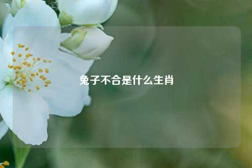 兔子不合是什么生肖